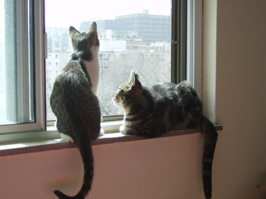 Two kitties in window