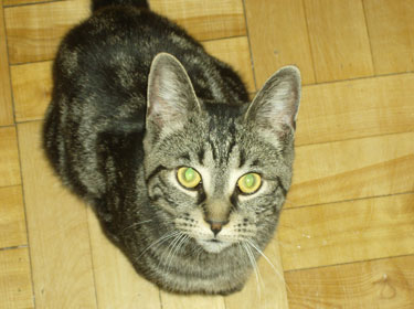 Roxy