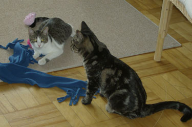 Two kitties